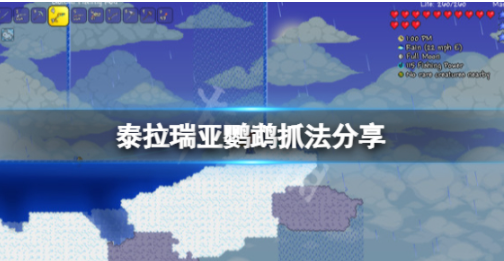 泰拉瑞亚金刚鹦鹉怎么抓 鹦鹉捕捉攻略介绍