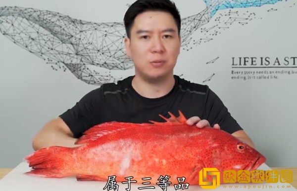 B站小文哥吃吃吃东星斑是什么梗？粉丝：看起来很不错！