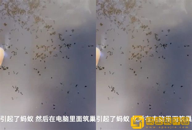 抖音网友热议奶茶溅入电脑显示屏致蚂蚁筑巢事件，画面极度不适！