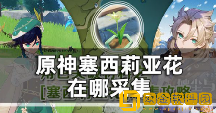 原神塞西莉亚花在哪采集 塞西莉亚花刷新时间一览