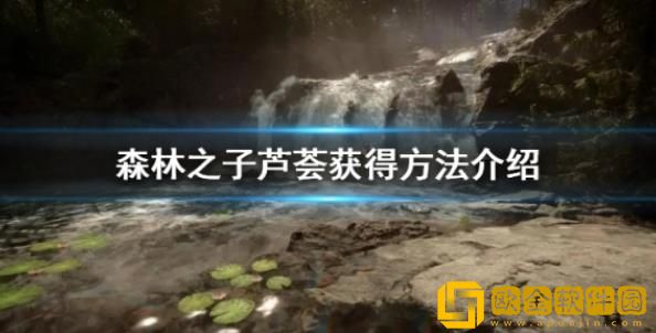 森林之子怎样才能采集到芦荟-森林之子采集芦荟的攻略教程