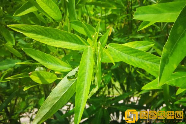 世上最稀奇的植物排名_图片