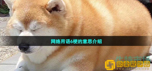 网络用语6是什么意思 网络用语6梗的意思介绍