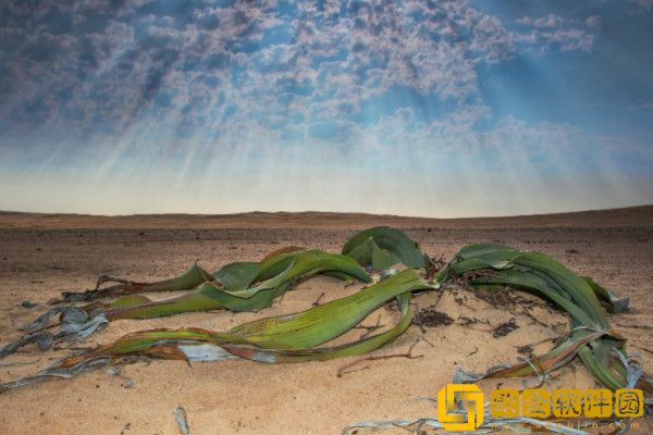 世上最稀奇的植物排名_图片