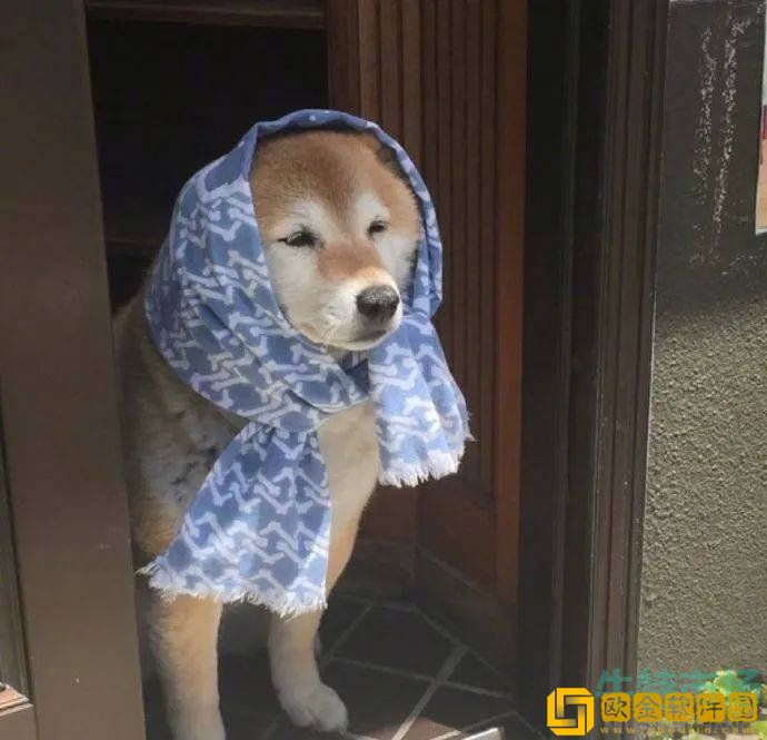 《抖音》摆烂式社交梗的意思介绍