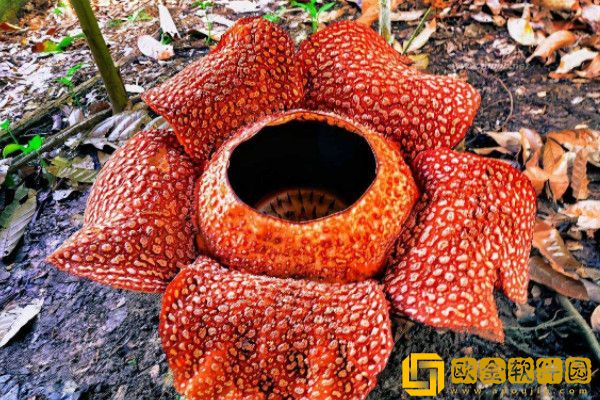 世上最稀奇的植物排名_图片