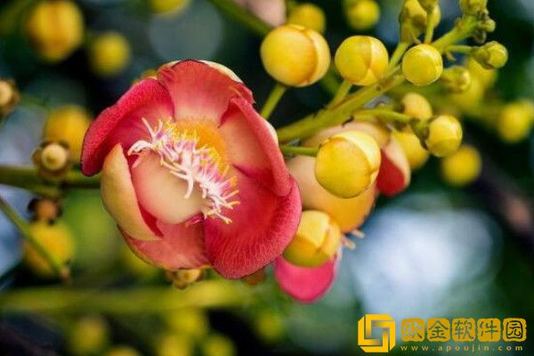 世上最稀奇的植物排名_图片