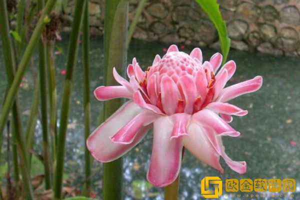 世上最稀奇的植物排名：火炬姜居首(炮弹花第二)