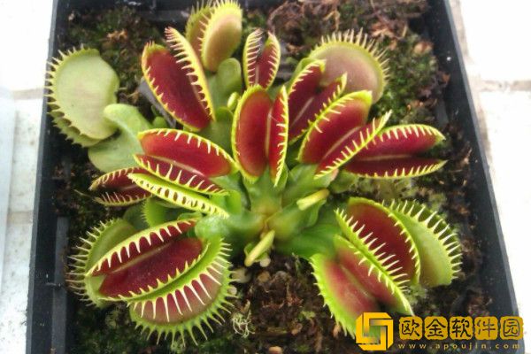 世上最稀奇的植物排名_图片