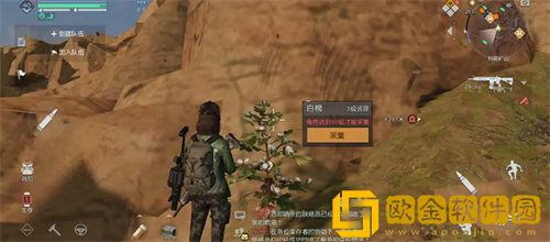 「黎明觉醒」黎明觉醒白棉籽获取方法攻略