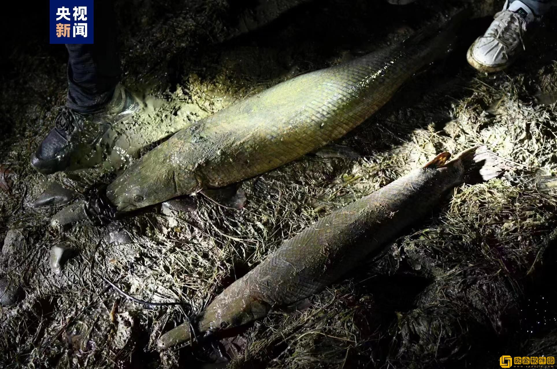 鳄雀鳝的天敌是谁？