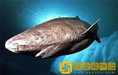 我的勇者深海少女时装怎么获得 少女时装获取方法攻略