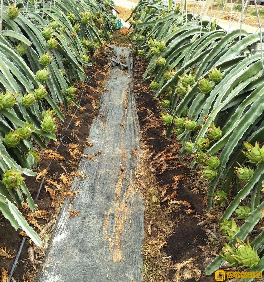 光遇游戏对孩子危害分析