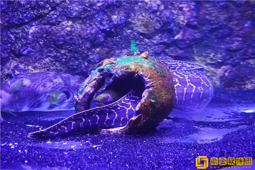 梦幻西游中的游泳体验