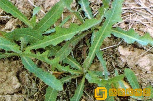 怎么去荒芜之地