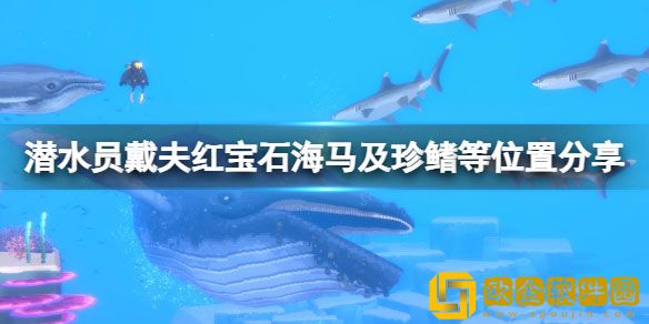 潜水员戴夫虎尾海马在哪里抓 红宝石海马位置分享