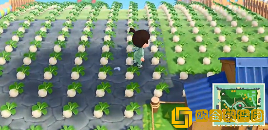 动物森友会怎么种大头菜 动物森友会种大头菜的方法