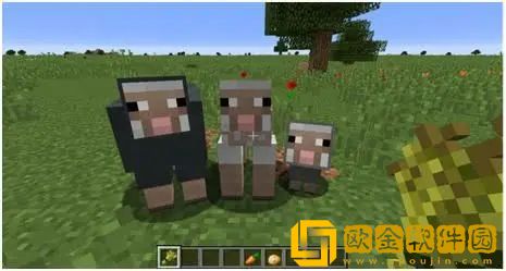 我的世界农场之旅里怎么快速养羊