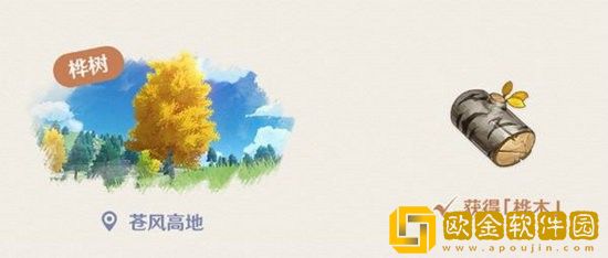 原神桦木在哪里