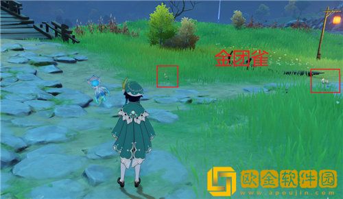 原神金团雀刷新地点在哪