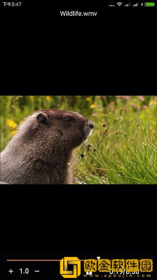 金狮播放器手机版