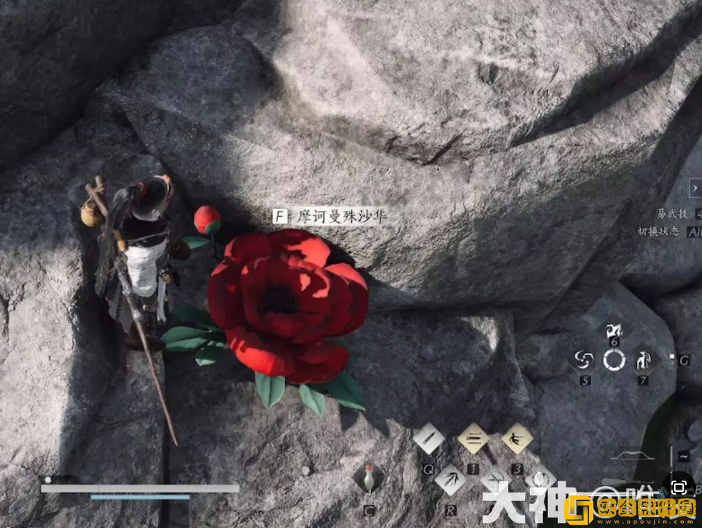 燕云十六声花中愿任务怎么做