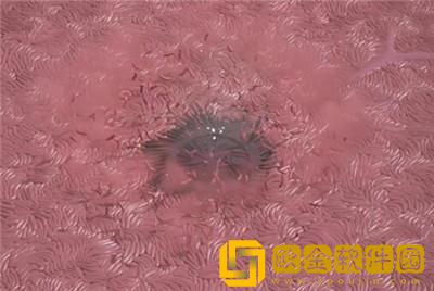 Cocoon茧游戏攻略第四章 Cocoon茧游戏攻略第四章