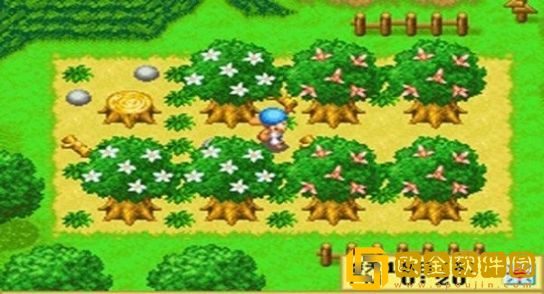 牧场物语精灵驿站