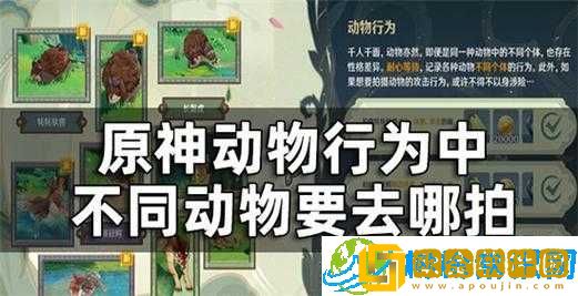原神动物行为拍摄攻略详解-捕捉游戏中的动物行为秘籍与技巧分享