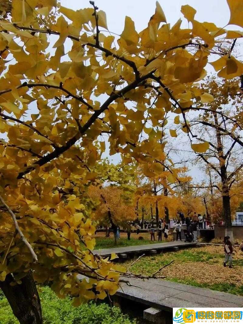 深入探索伊甸拉托尔异境第层-全面解析攻略秘籍