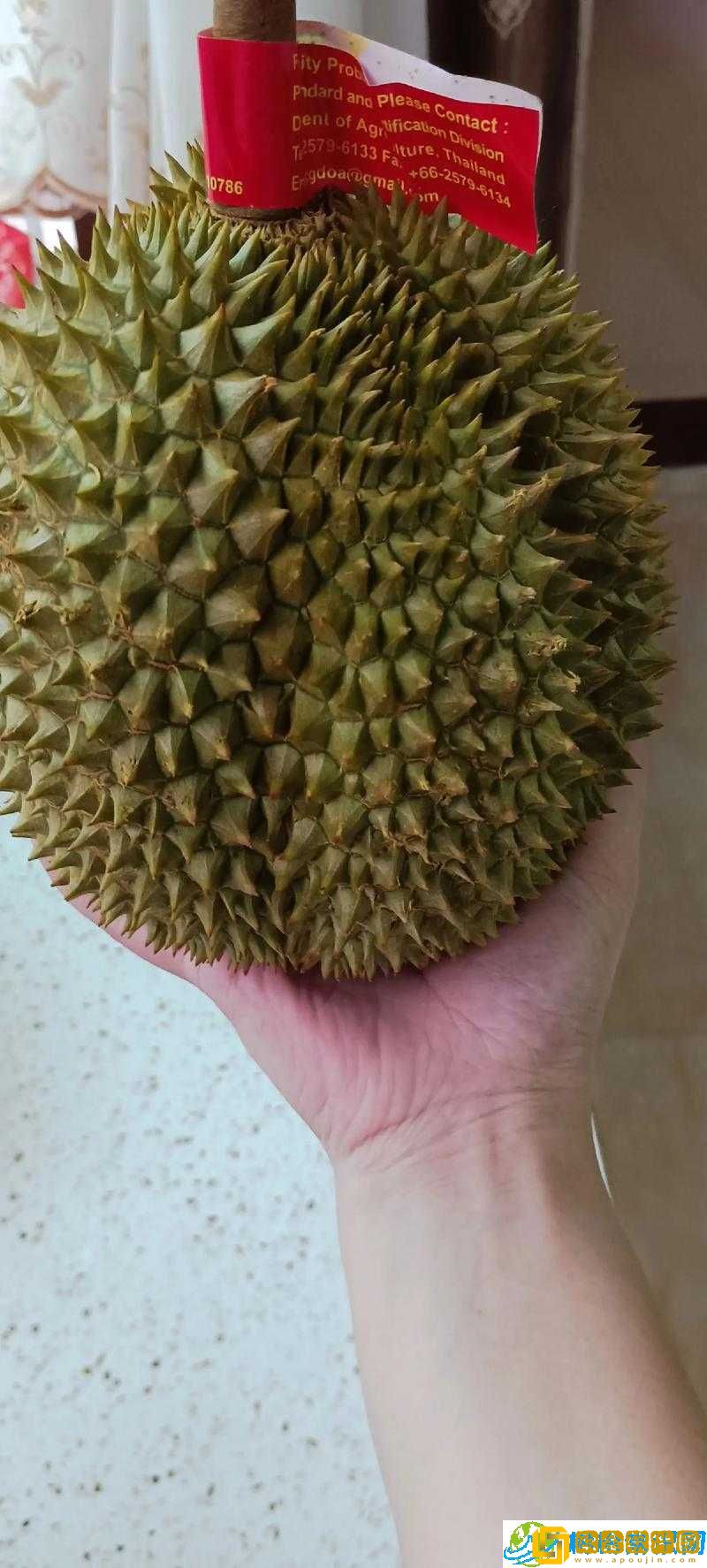 免费榴莲视频让你榴莲忘返-精彩不容错过