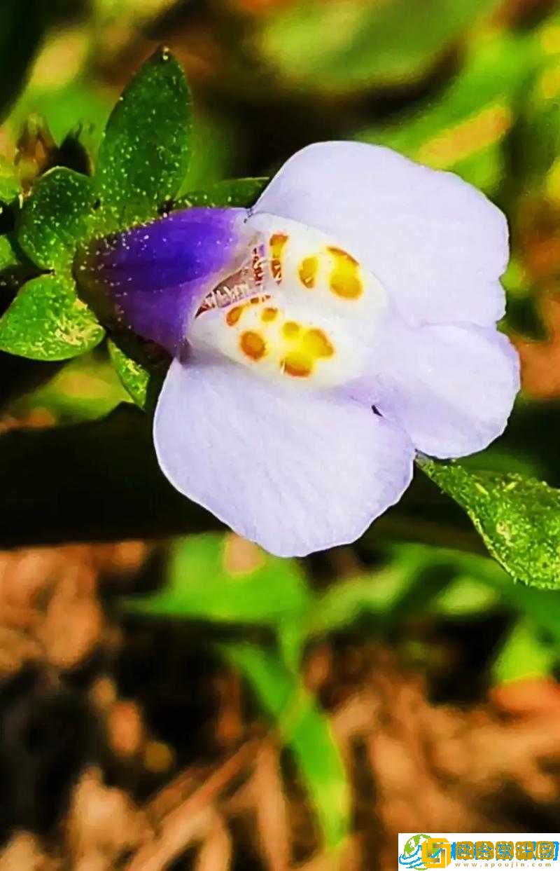 野花视频在线观看免费直播-邂逅自然之美