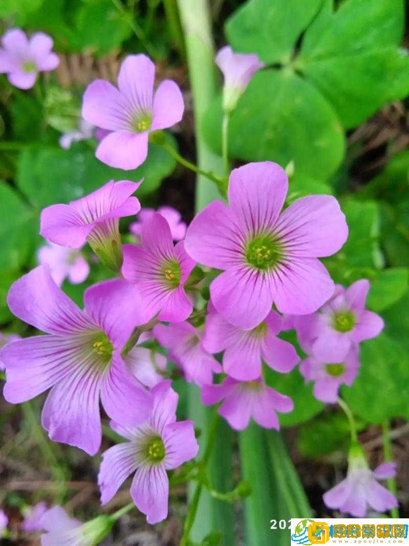 野花直播免费观看日本更新-精彩内容不容错过