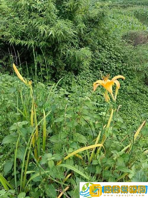 4虎最新是多少呢有人知道吗-求解答