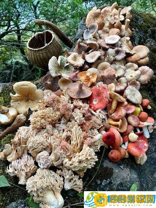 广州一家吃蘑菇后续怎么样了-引人关注的结果