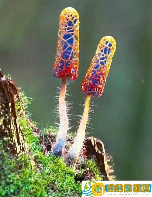 x7x7x7 任意噪 108 蘑菇-神奇之物