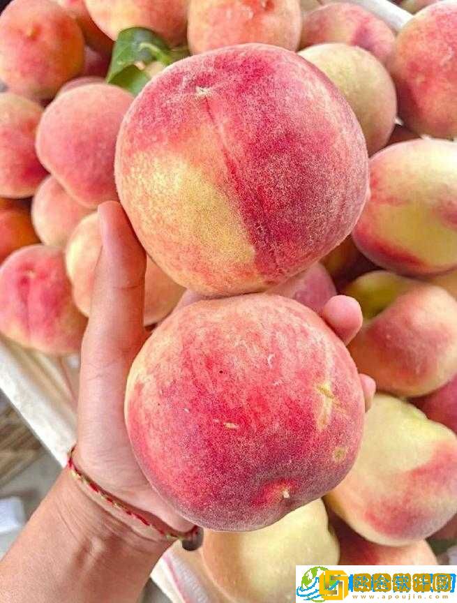 日本水蜜桃桃子-甜蜜多汁的水果佳品