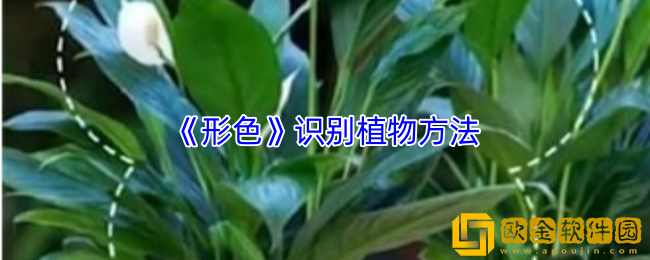 形色app怎么识别植物